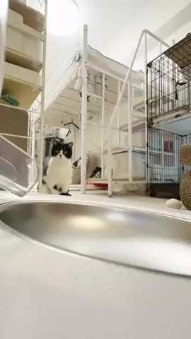 さぶろう🐾猫の着ぐるみ着たおっさんのTikTok投稿