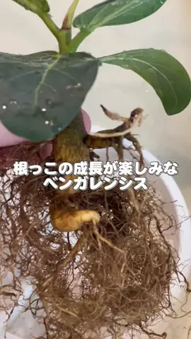 ゆりのTikTok投稿