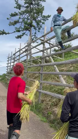 オムライス兄さん Omurice Boy🇯🇵のTikTok投稿