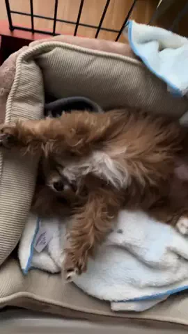 久留米の番犬むぎちゃんのTikTok投稿