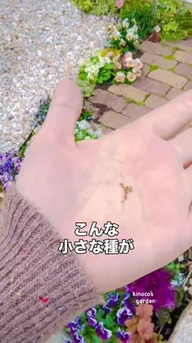 きの子　（小さな庭・DIY）のTikTok投稿