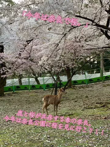 寝不足夜更かしバリトンのTikTok投稿
