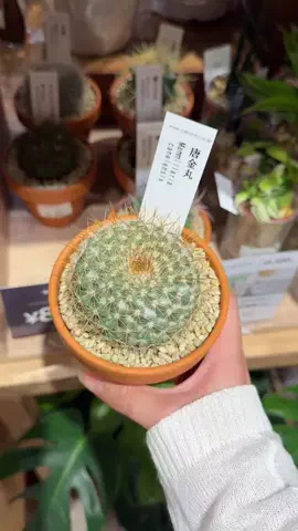 はるの𓊆 好きを見逃さない新作雑貨速報 𓊇のTikTok投稿