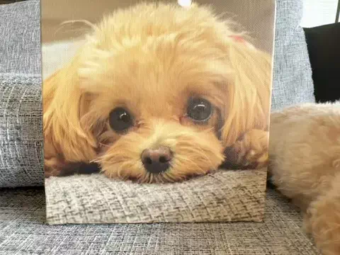マルプーのチロル🐶🍫💓のTikTok投稿