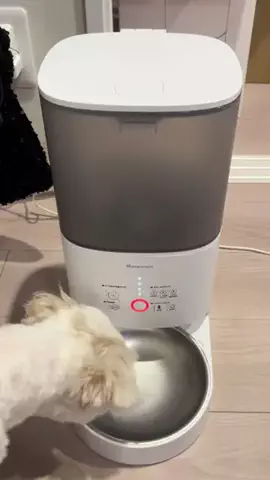 マルチーズのアポ氏のTikTok投稿