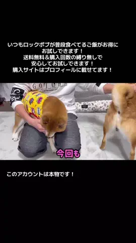 柴犬【ロック＆ボブ】🎸🐕のTikTok投稿