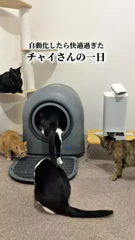 🏰キャットローフ🐈🐾のTikTok投稿