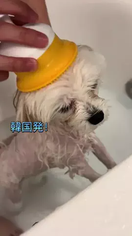 マルチーズのアポ氏のTikTok投稿