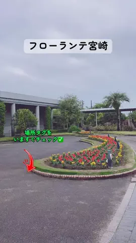 すずめのTikTok投稿