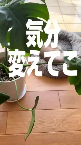 髭乙女🍦ᗢᘏᓗの挑戦✨のTikTok投稿