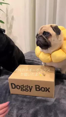 あんころとみたらし🐻🍡のTikTok投稿