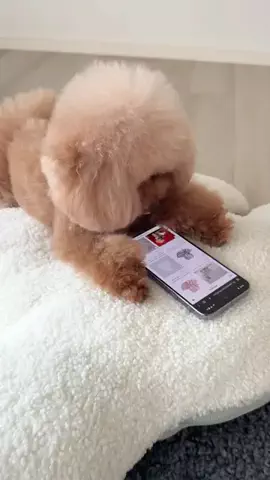 PannaのTikTok投稿