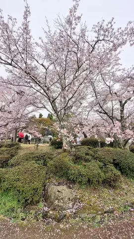 景色撮る人🇯🇵📸のTikTok投稿