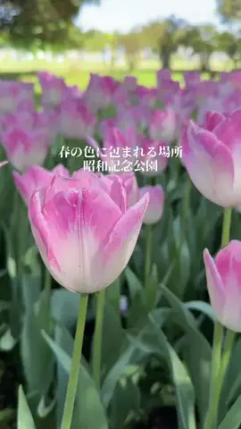 mino | 旅行とホテルのTikTok投稿