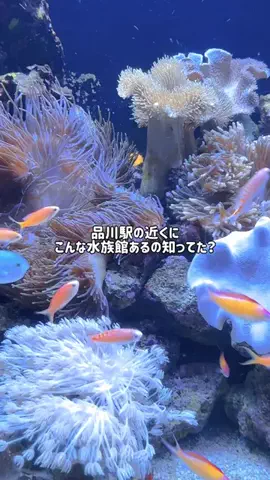 mino | 旅行とホテルのTikTok投稿