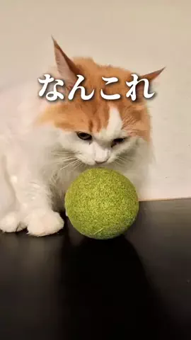 ヤギのあれこれのTikTok投稿