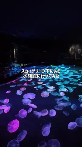 mino | 旅行とホテルのTikTok投稿