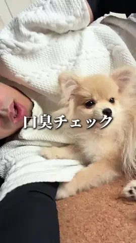 ヤギのあれこれのTikTok投稿