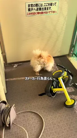ちょっちゃん🐶🐟🍖のTikTok投稿