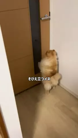 ちょっちゃん🐶🐟🍖のTikTok投稿