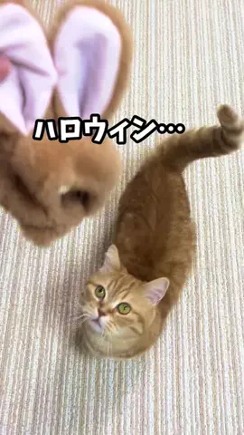 ビビ　ずっと喋る猫のTikTok投稿