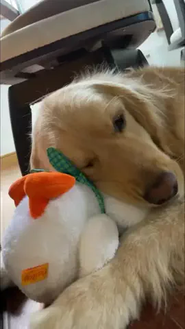 user9705398018238のTikTok PR投稿：ゴールデンレトリバーは…こういう大型犬です🐶🐣 Funny…