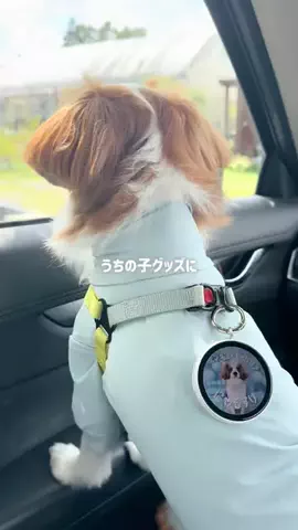 ぼく、にゃもすけのTikTok投稿