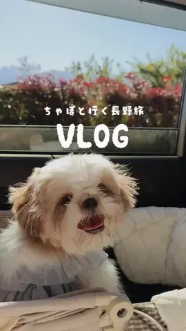 シーズー|ちゃぽのTikTok投稿