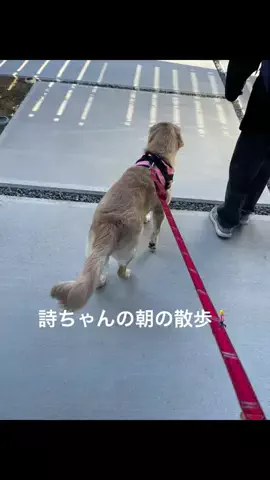 ゴールデンレトリバーの詩ちゃん🐶のTikTok投稿