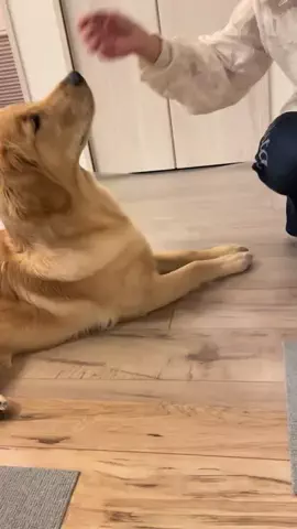 ゴールデンレトリバーの詩ちゃん🐶のTikTok投稿