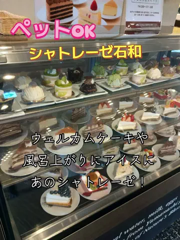 トータスのTikTok投稿