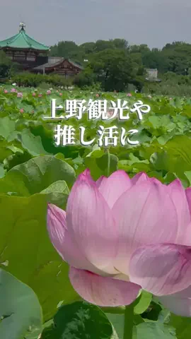 トータスのTikTok投稿