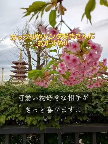 トータスのTikTok投稿