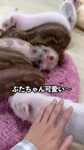 シコクパンクのTikTok投稿