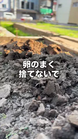 長ネギ夫婦| 180日で身体に優しい野菜をのTikTok投稿