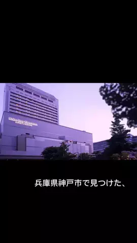 @gstaydailyのTikTok投稿
