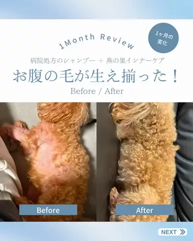 福岡|犬とおでかけのTikTok投稿