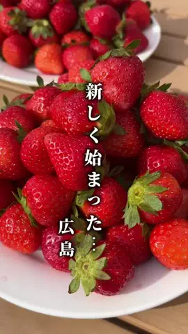 広島大人グルメのTikTok投稿