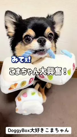 チワワのこまちゃんのTikTok投稿
