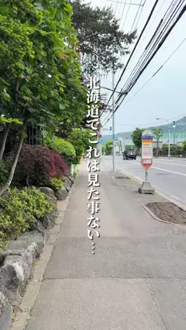 けんじ グルメマンのTikTok投稿