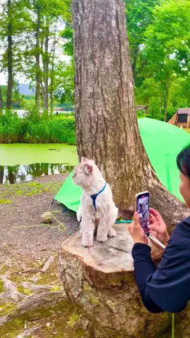 お散歩猫のおもちのTikTok投稿