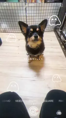 チワワのルーク🐶Luke🐶のTikTok投稿