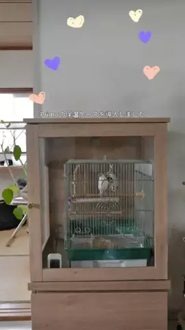 初音のTikTok投稿