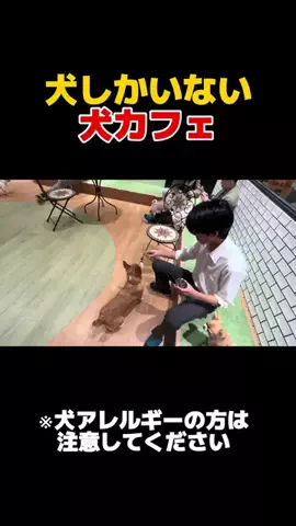 でん│話題スポット巡り旅のTikTok投稿