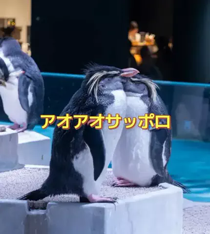 ホーリーゆうのTikTok投稿