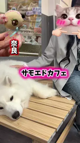 みやも人形のTikTok投稿