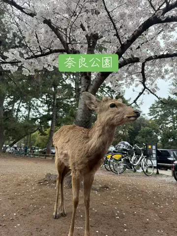 みやも人形のTikTok投稿