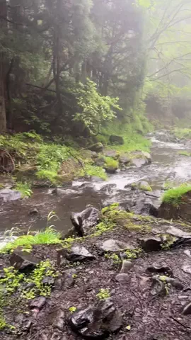 おとけしきのTikTok投稿