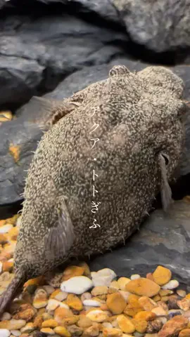 おとけしきのTikTok投稿
