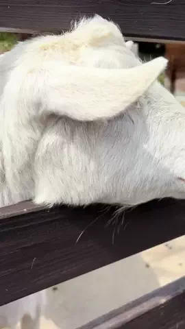 おとけしきのTikTok投稿